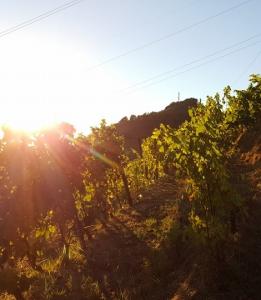 14095879_10209682002748941_2608007027440666441_n